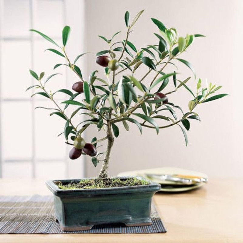 Srushtitraders Olive Tree Seed  (1 per packet)