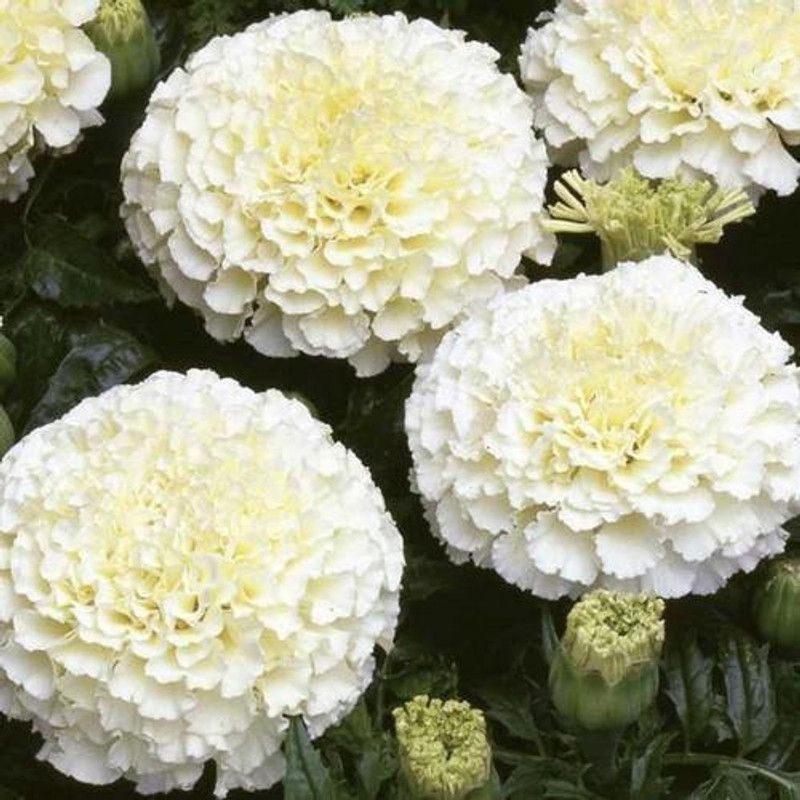 Mozette Hybrid Mari Gold White Seed  (65 per packet)
