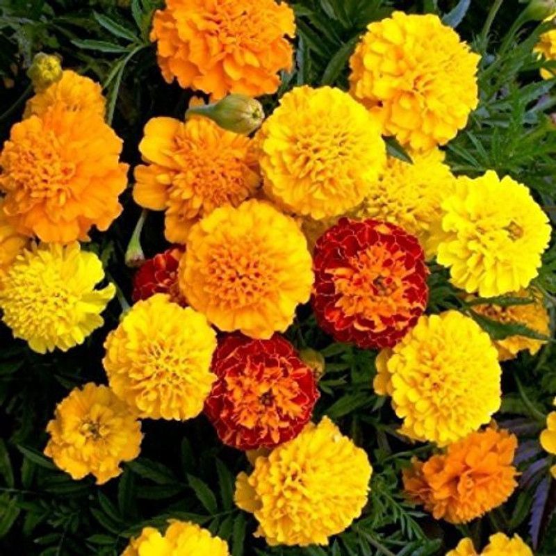 Paudha MariGold Mix Flower Seed  (40 per packet)