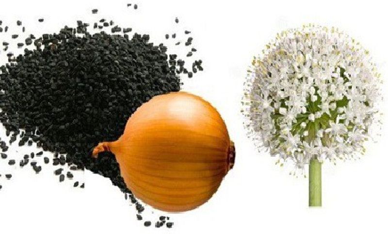 ALPINE HYBRID SEEDS Onionseeds,seeds,vegetbleseeds Seed  (100 per packet)