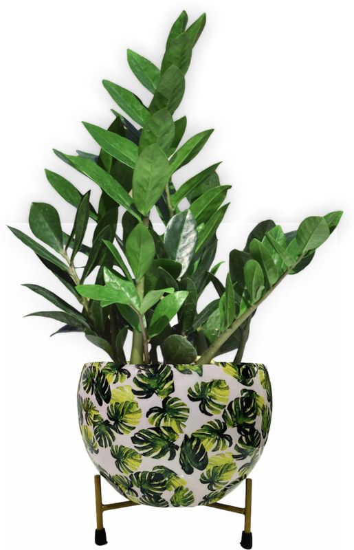 The Roses Garden ZZ Plant  (Hybrid, Pack of 1)
