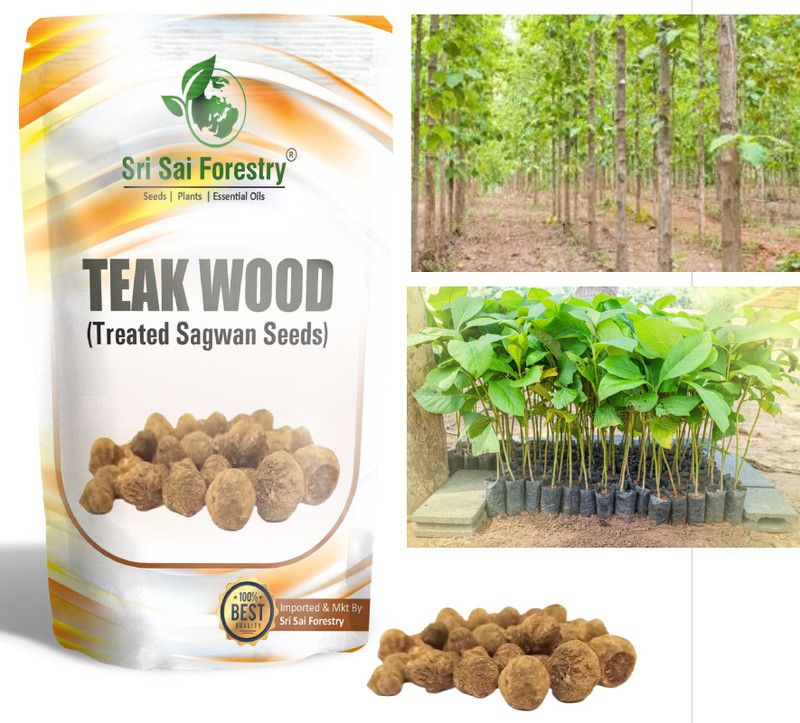 SRI SAI FORESTRY Burma Teak Seed, Treated Teak Wood Seeds, Sagwan Seed  (500 per packet)