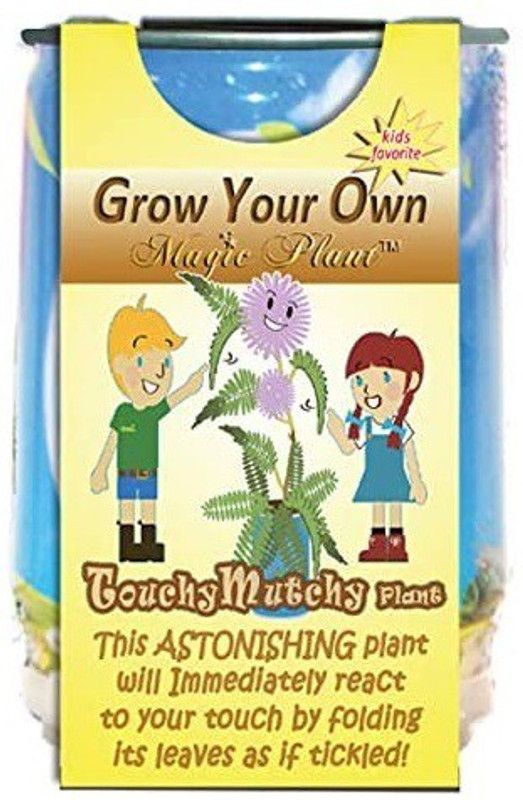 WILLVINE Touch Me Not Plant Seeds - Mimosa Pudica Seed  (100 per packet)