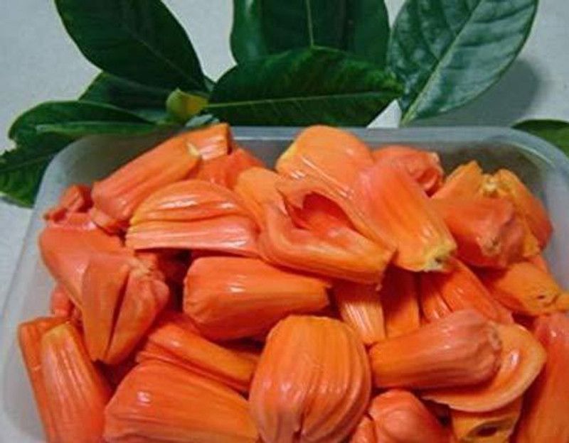 Bee Green Jackfruit Plant  (Hybrid, Pack of 1)