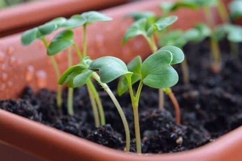 KANAYA Raddish High Germination Seeds For Your Garden Seed  (260 per packet)