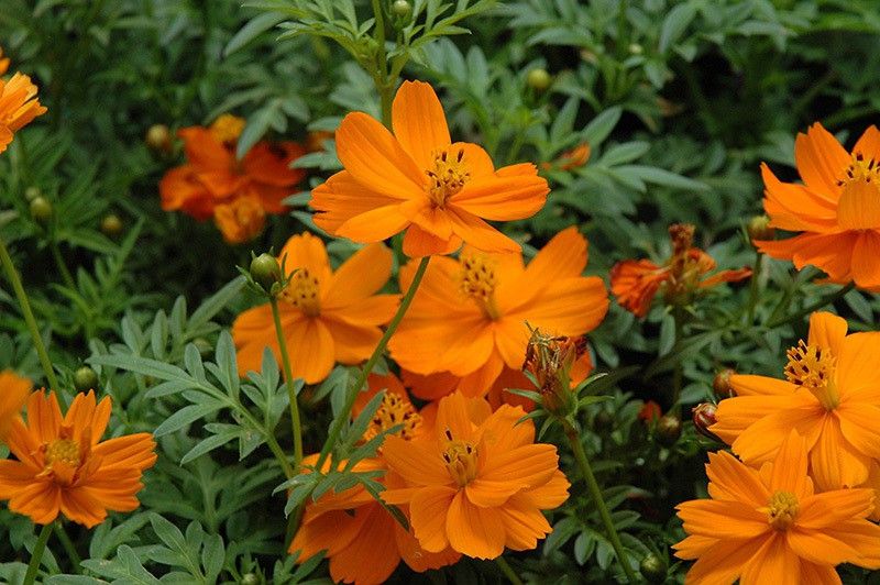 Paudha Cosmos Orange Seed  (48 per packet)