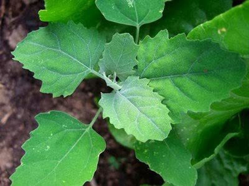 Aywal Bathua Saag F1 Hybrid Seeds For Home Gardening Seed  (125 per packet)