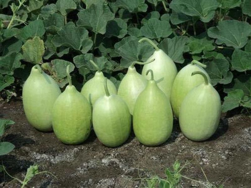 KANAYA Round Lauki Seed  (90 per packet)