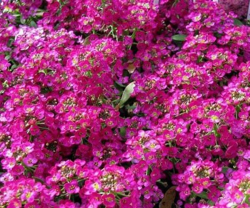 Mozette Alyssum Rose Seed  (42 per packet)