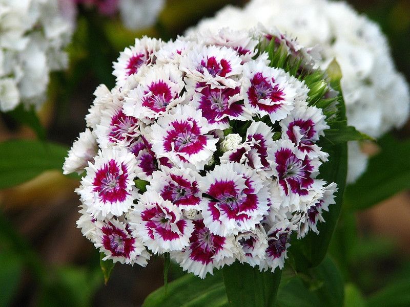 Paudha Sweet William Seed  (27 per packet)