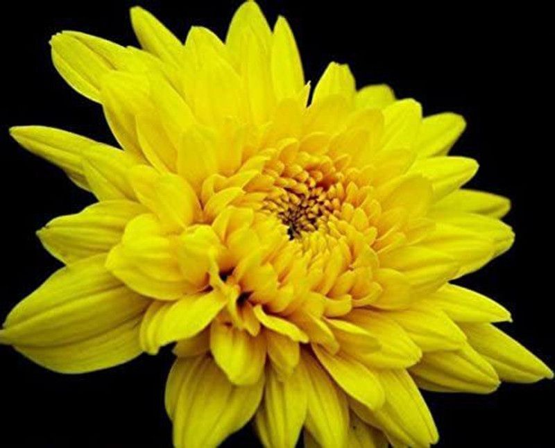CYBEXIS Yellow Chrysanthemum Seeds Chrysanthemum Morifolium Seed  (25 per packet)