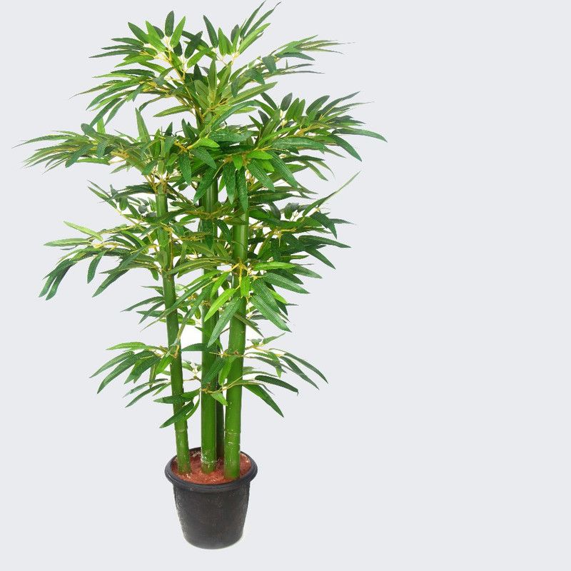 Fresh Bamboo Plant Seed  (318 per packet)