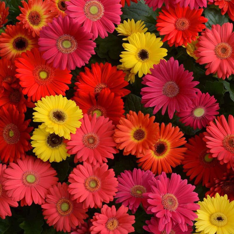 CYBEXIS Daisy mix flower seeds Seed  (50 per packet)