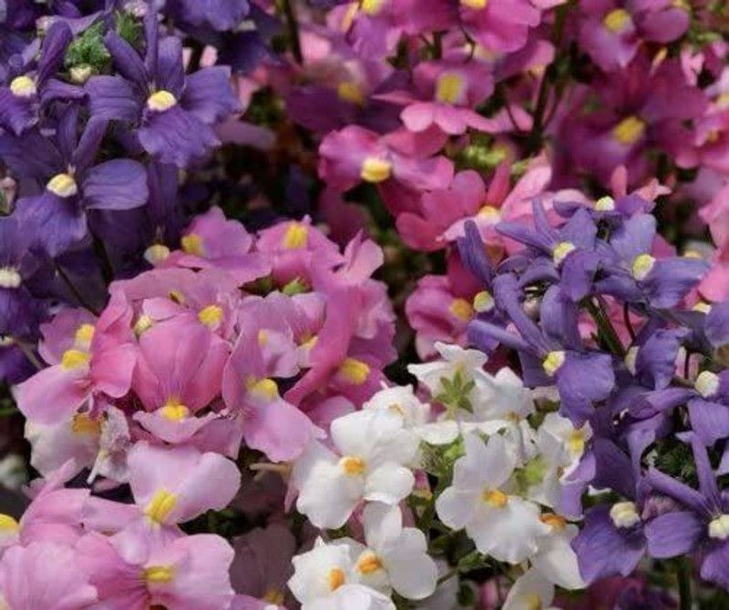 CYBEXIS Flower - Nemesia Poetry - Mixed Seed  (50 per packet)