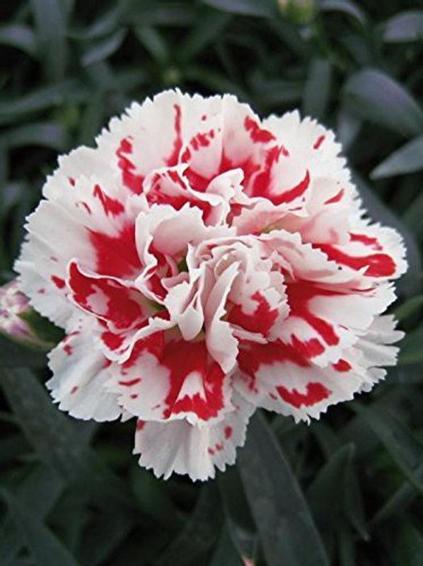 CYBEXIS Dianthus Grenadin Snow White Flower Seeds Seed  (1 g)