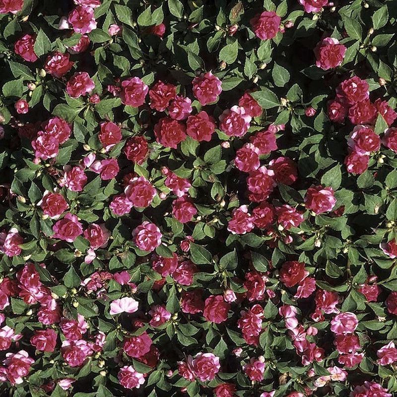 CYBEXIS Balsam Tom Thumb Seeds Seed  (25 per packet)