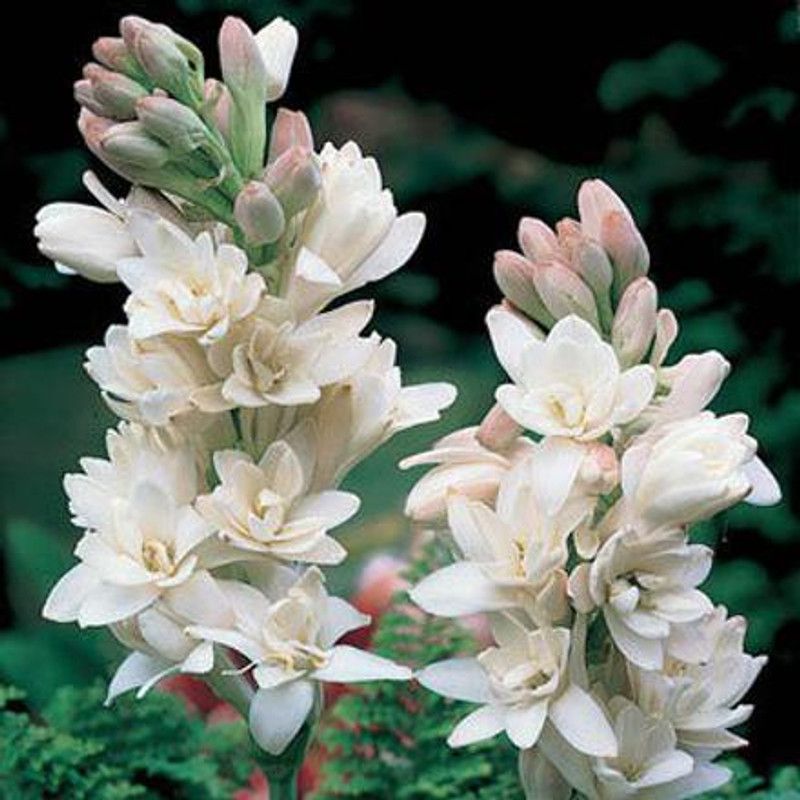 ANGIOOUTLETS Tuberose Double Petal Flower Bulbs Imported Variety Easily Growing In Pots Seed  (5 per packet)
