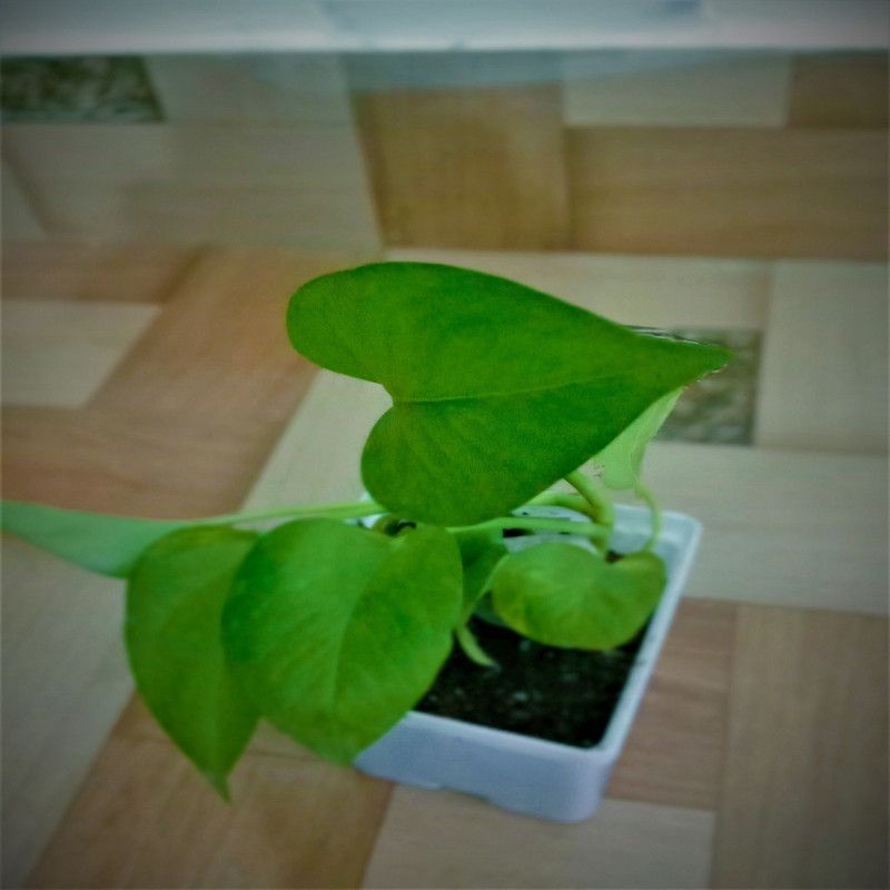 UPSWING Pothos Plant  (Pack of 1)