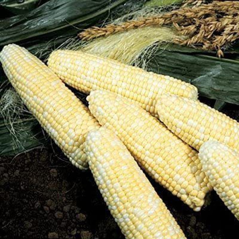 WILLVINE VXI-810 Sweet Corn Sweet Chorus F2 Seed  (500 per packet)