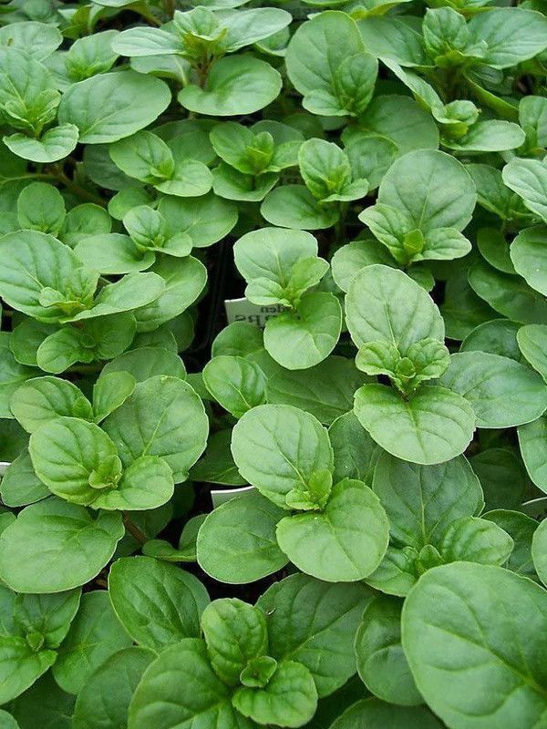 VibeX ® XLR-119 Orange Mint Seeds Seed  (200 per packet)