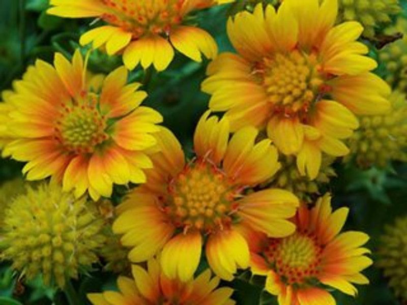 Mozette Gallardia flower Seed  (37 per packet)