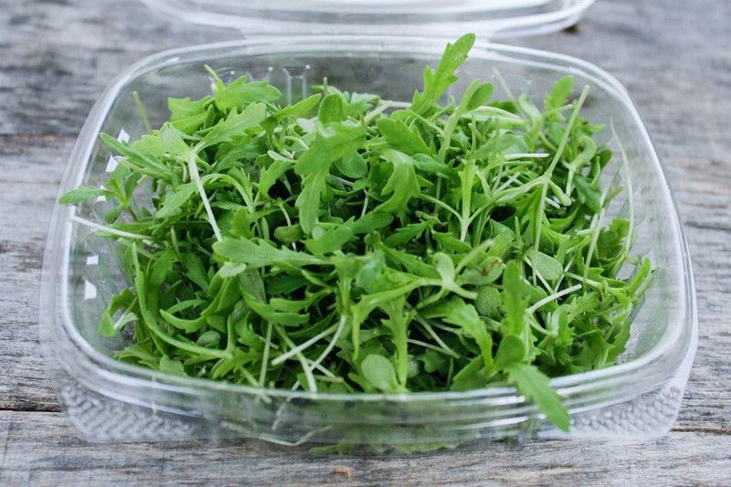 CYBEXIS Microgreens chrysanthemum super Leaf/flower Seed  (50 per packet)