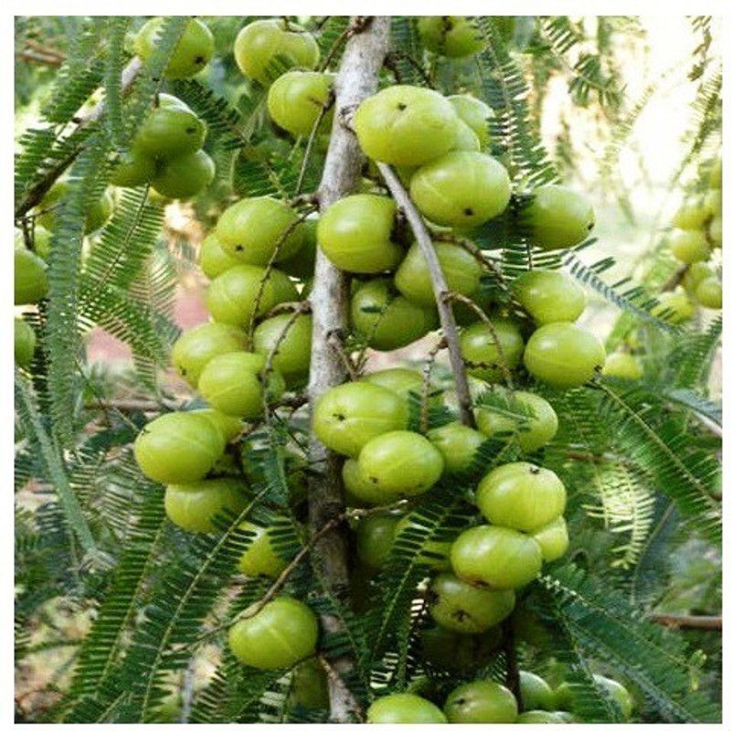 Timbactu Amla Plant  (Pack of 1)
