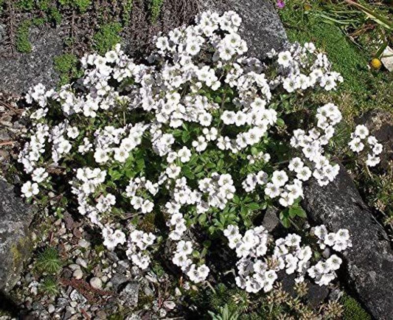 CYBEXIS Mouse-Ear gypsophila, Chickweed Baby's-Breath Seed  (1 g)