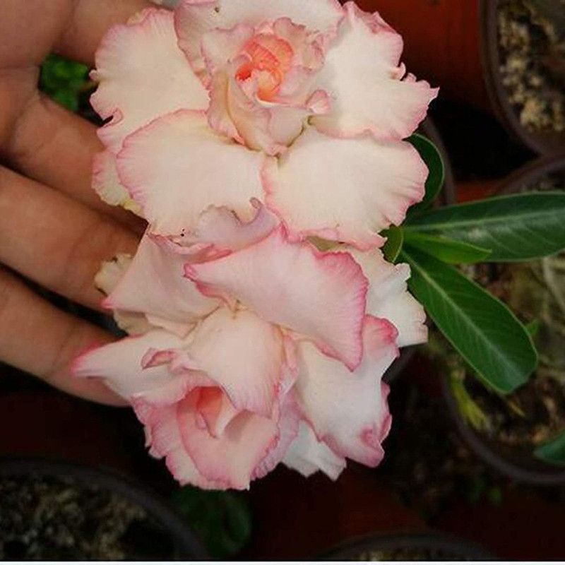DROXTY Desert Rose Seed  (50 per packet)