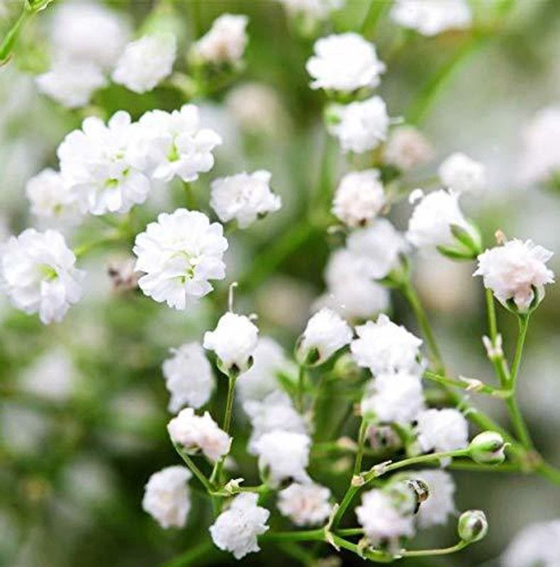 CYBEXIS Gypsophila Beautiful White Flower Seeds Seed  (50 per packet)