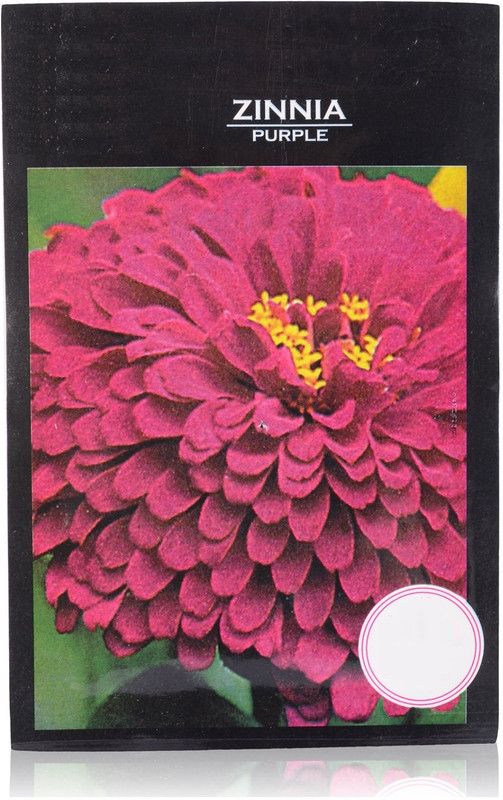 CYBEXIS Zinnia Purple Premium Seeds Seed  (1 g)