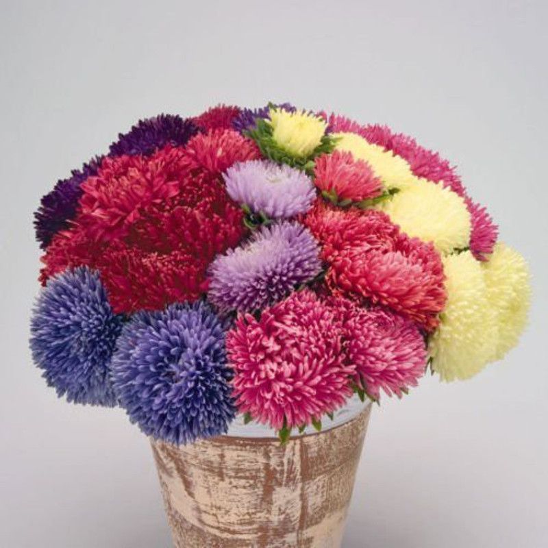 CYBEXIS Aster Princess Flower Seed  (1 g)