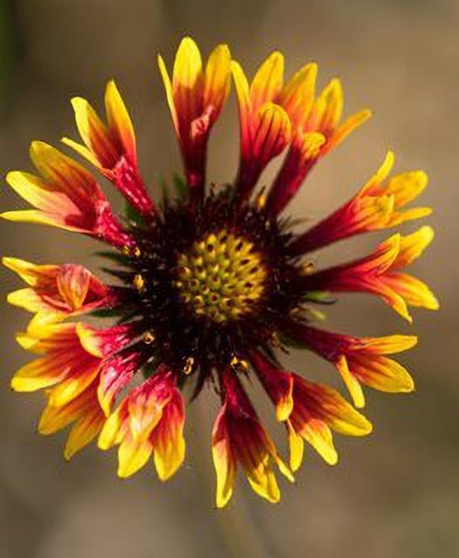 Mozette Exotic gallardia Seed  (38 per packet)
