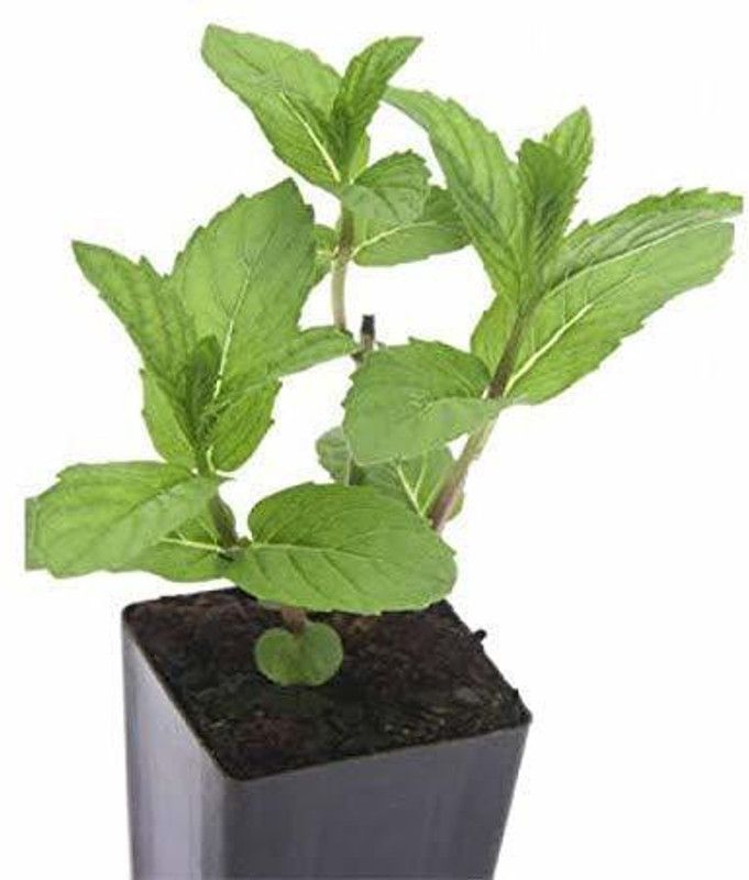 Dream mall Mint Plant  (Hybrid, Pack of 1)