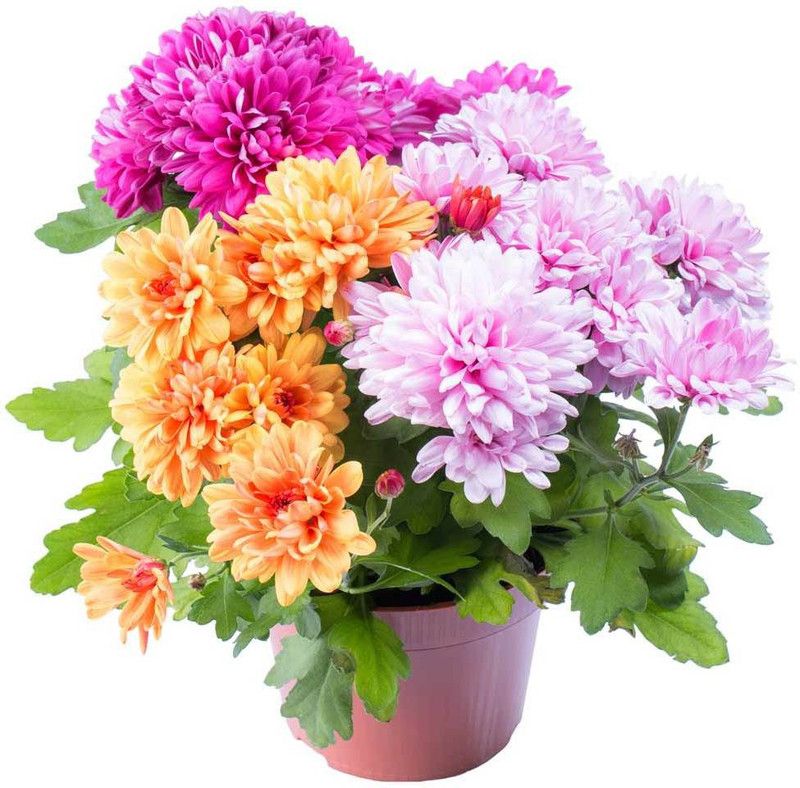 Mozette Chrysanthemum mix Seed  (80 per packet)