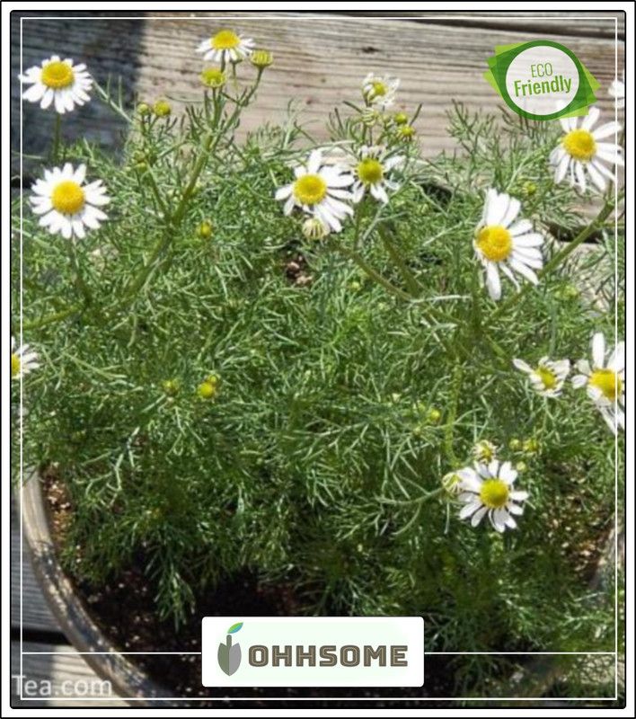 OhhSome Herb Seeds For Garden - Flower Seeds Chamomile Kitchen Garden Pack Seed  (20 per packet)