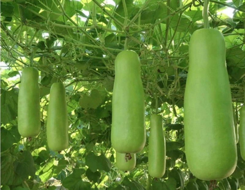 UGRA Indian Bottle Gourd Seed  (300 per packet)