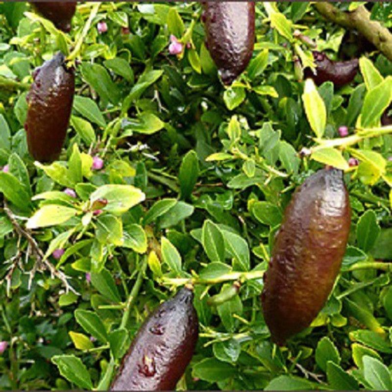 WILLVINE Lemon Dwarf Citrus Seed Seed  (50 per packet)