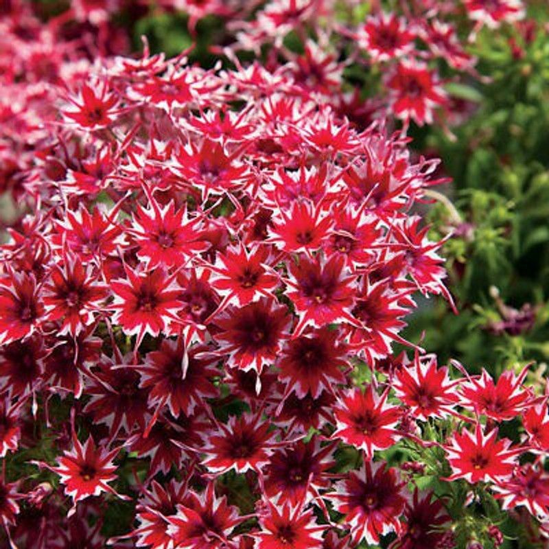 XOLDA Phox twinkle Flower Seed  (15 per packet)