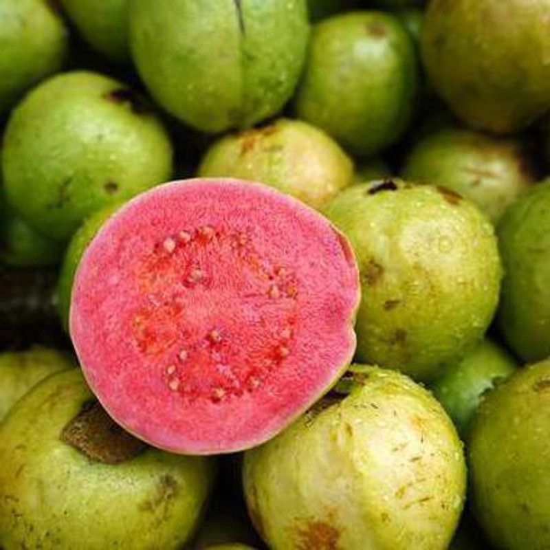 XOLDA Guava Seed  (27 per packet)