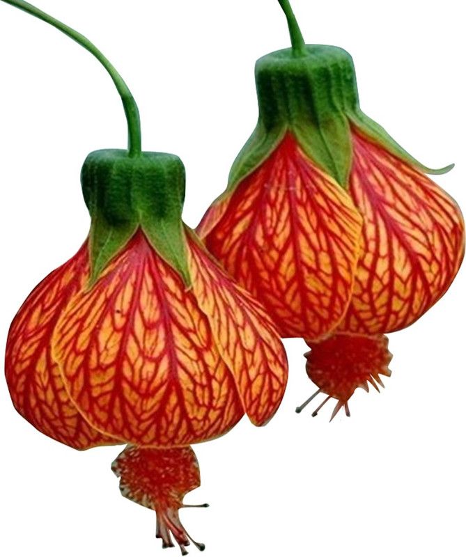 Futaba Potted Flowers Lantern Orange - 20 Pcs Seed  (20 per packet)