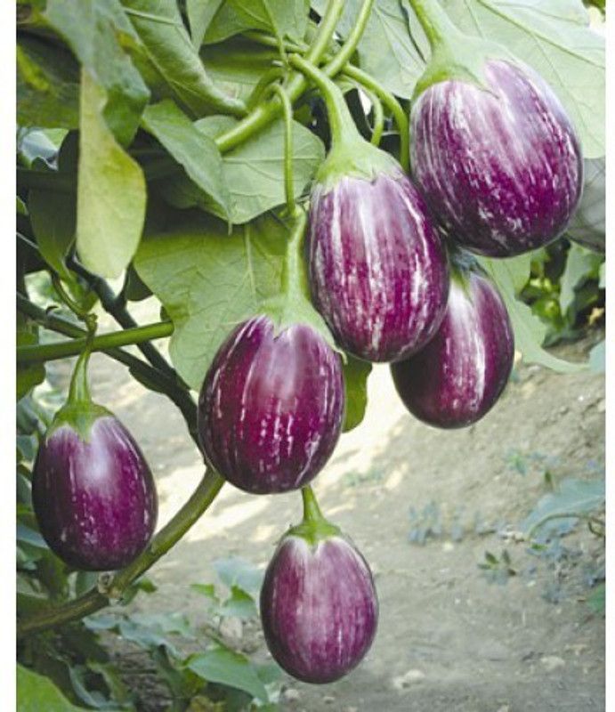 polkaplanet brinjal seeds Seed  (30 per packet)
