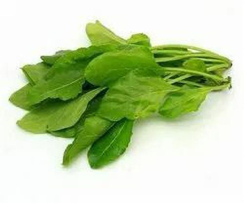 XOLDA Organic palak Seed  (28 per packet)