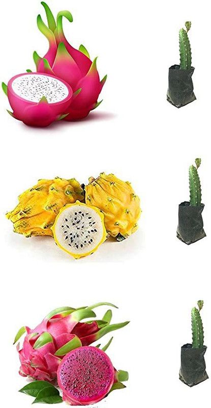 MARINE TREE Dragon Tree  (Hybrid, Pack of 1)