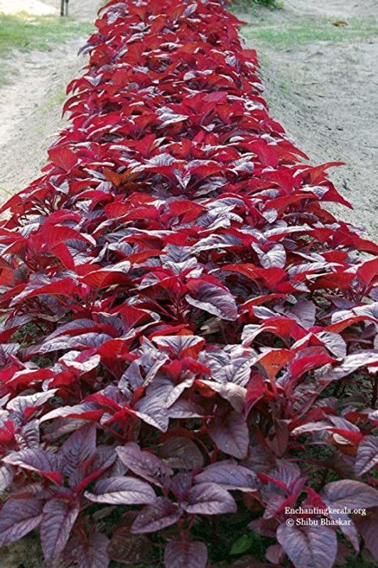 XOLDA Red Amaranthus Seed  (27 per packet)