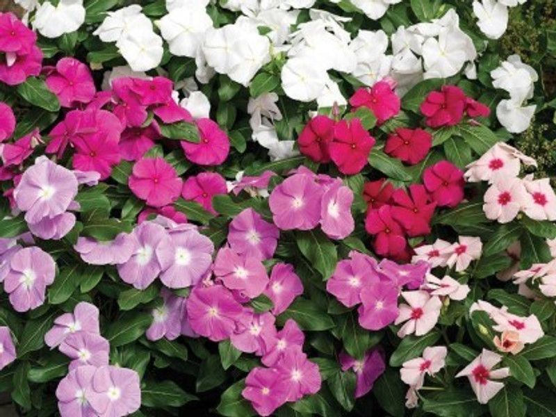 XOLDA Exotic geranium Seed  (24 per packet)