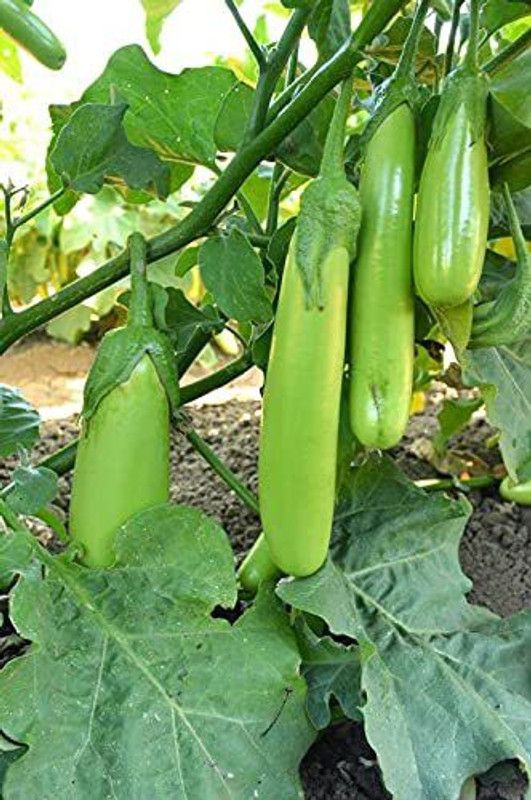 KANAYA Long Green Variety Big Brinjal F1 Hybrid Seed  (70 per packet)