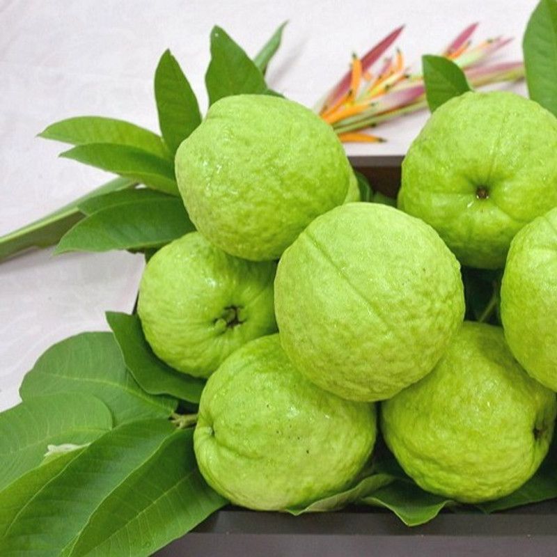XOVO Guava Amrood Seed  (10 per packet)