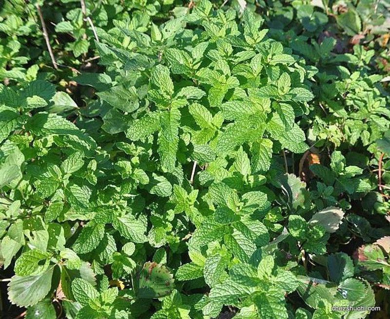 PLANTZON Pudina Mint Seed  (16 per packet)