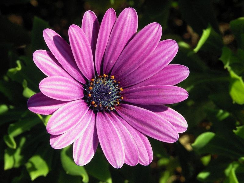 KANAYA Osteospermum F1 Hybrid Flower Seed  (78 per packet)
